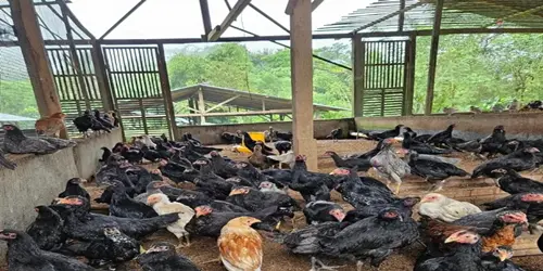 Inilah Faktor-Faktor Kunci Keberhasilan Bisnis Peternakan Ayam Kampung